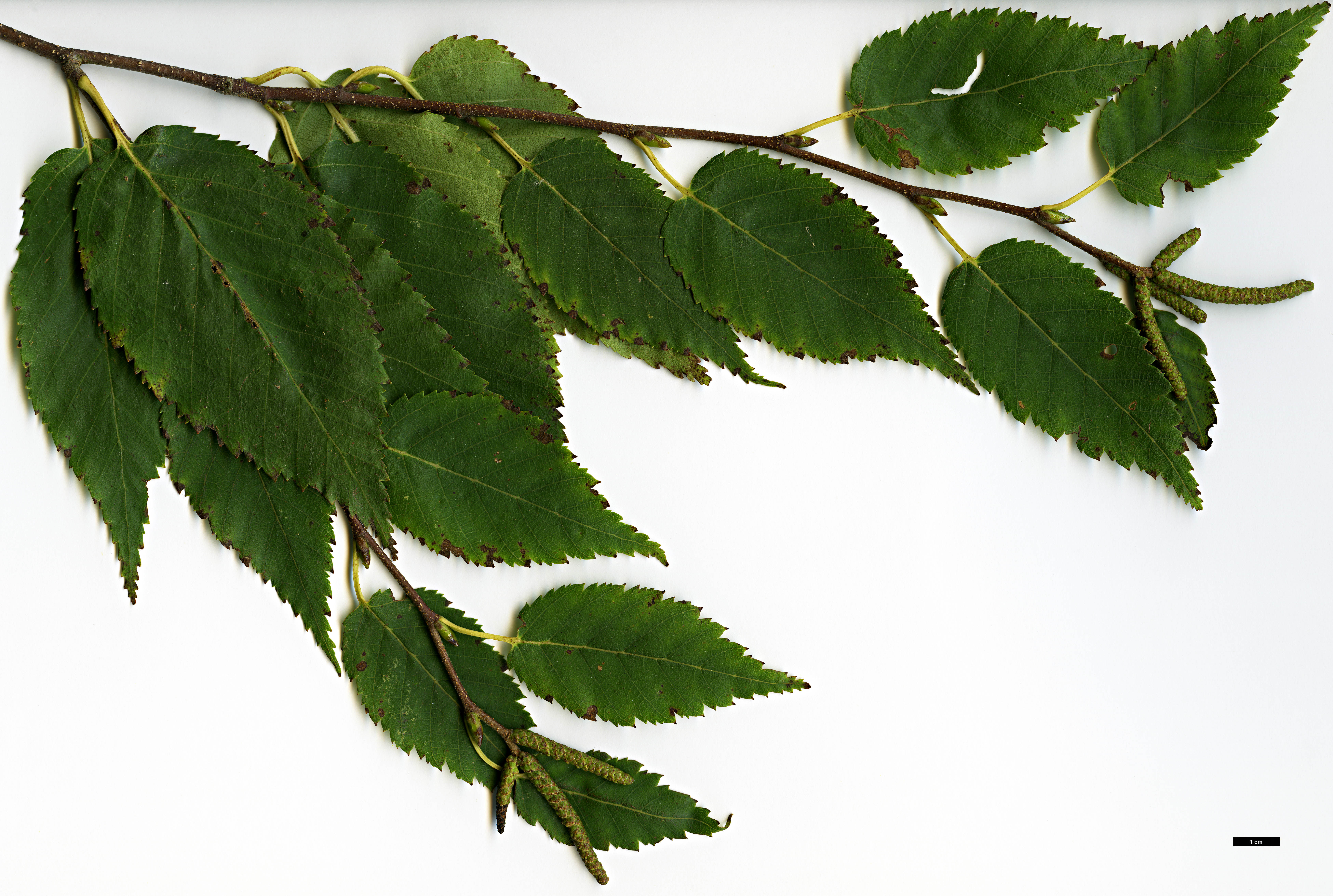 High resolution image: Family: Betulaceae - Genus: Betula - Taxon: utilis - SpeciesSub: subsp. albosinensis